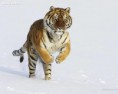 /album/foto/amur-tiger-snow-amur-tigers-27124228-1280-1024-jpg/