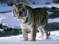/album/foto/amur-tiger-snow-amur-tigers-27124351-1024-768-jpg/