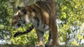 /album/foto/bengal-tiger-06-1366x768-jpg/