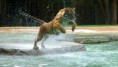 /album/foto/jumping-tiger-1920x1200-1366x768-1-jpg/